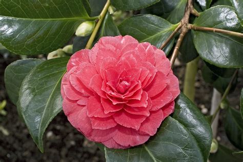 Unlocking the Magic of Mystic Spell Camellia Japonica